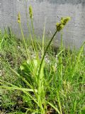 Carex cuprina